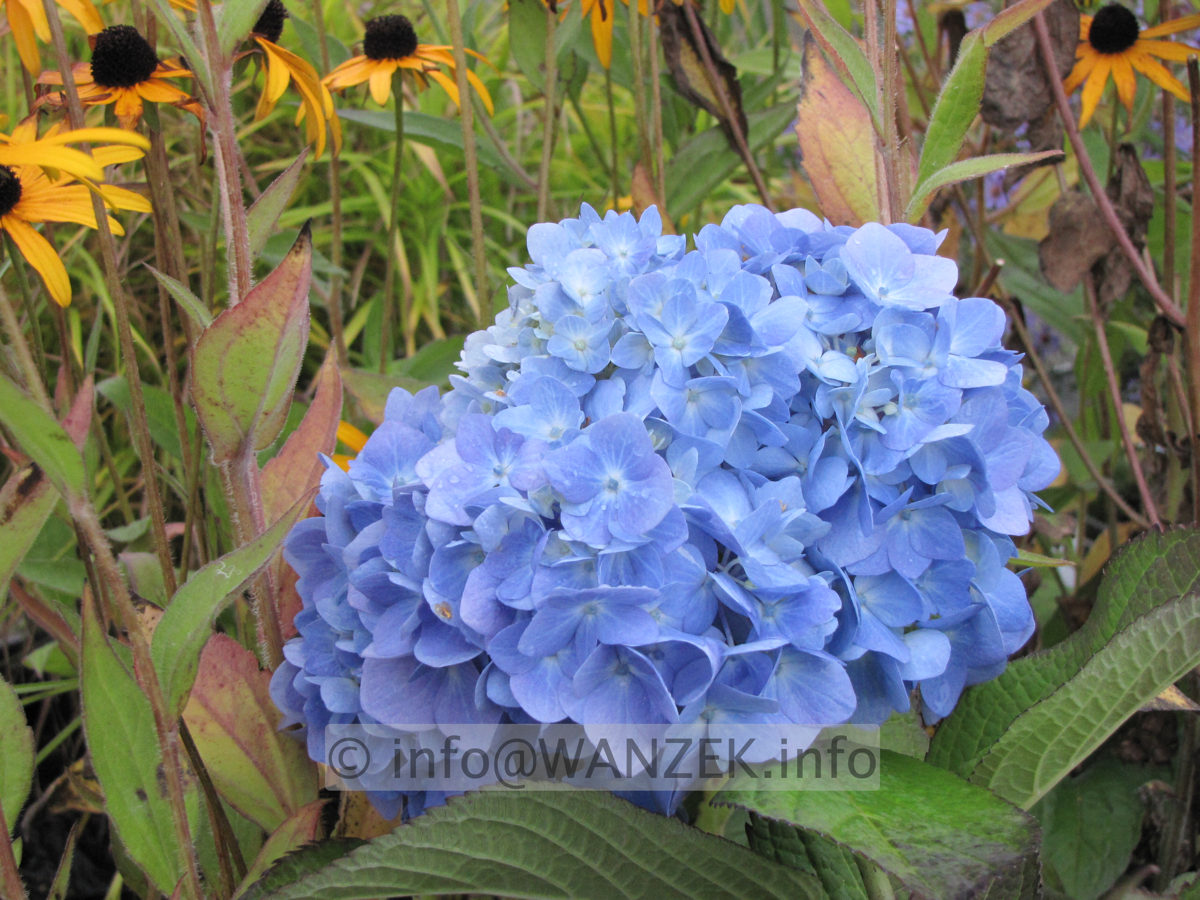 Hydrangea macrophylla Endless Summer blau.JPG